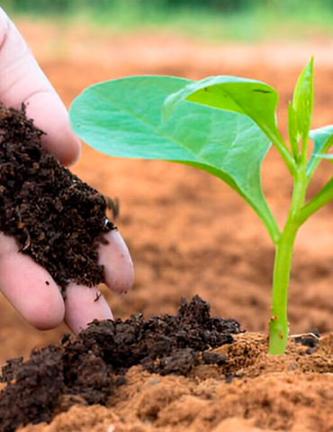 fertilizantes organicos