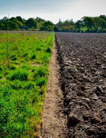 fertilizantes organicos